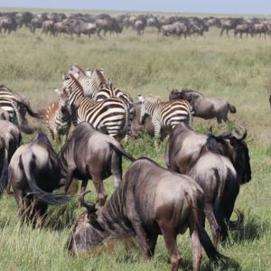 voyage-sur-mesure-tanzanie-agence-andrezieux-loire