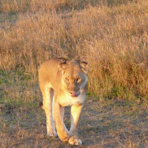 voyage-sur-mesure-kenya-agence-andrezieux-boutheon