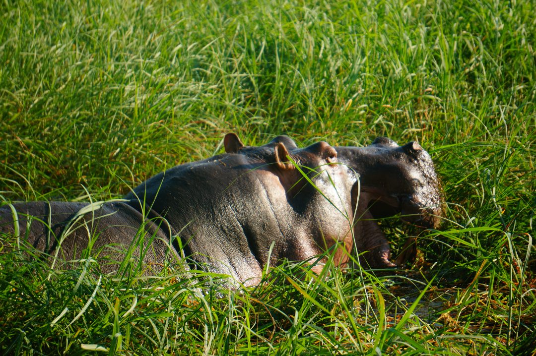 parc-chobe-sur-mesure-agence-de-voyage-andrézieux-expertise