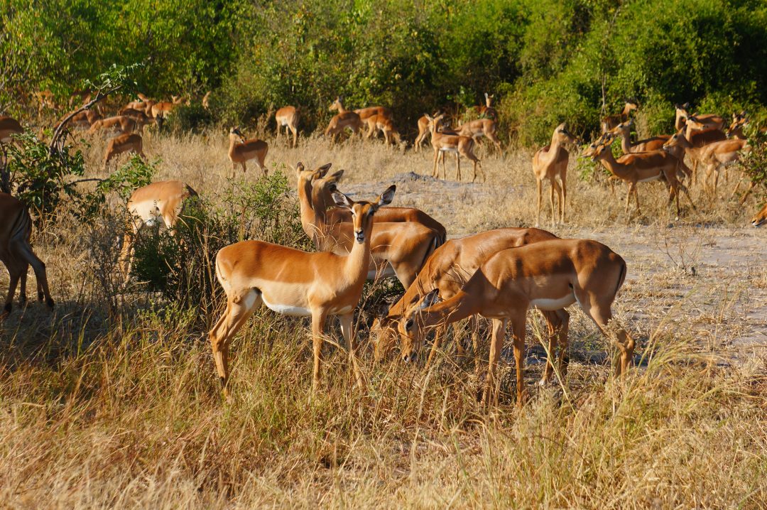 parc-chobe-sur-mesure-agence-de-voyage-andrézieux-expertise