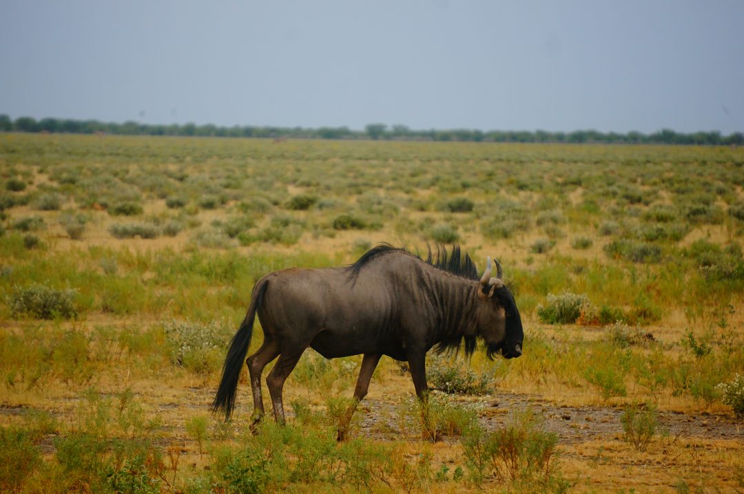 voyage-namibie-sur-mesure-agence-de-voyage-andrézieux