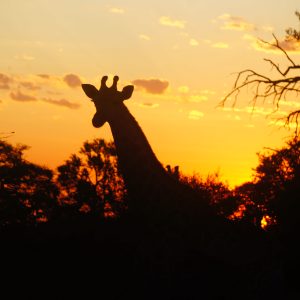 voyage-namibie-sur-mesure-agence-de-voyage-andrézieux