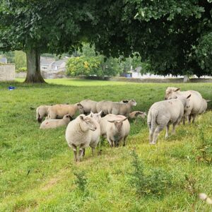voyage-sur-mesure-irlande-agence-de-voyage-andrezieux