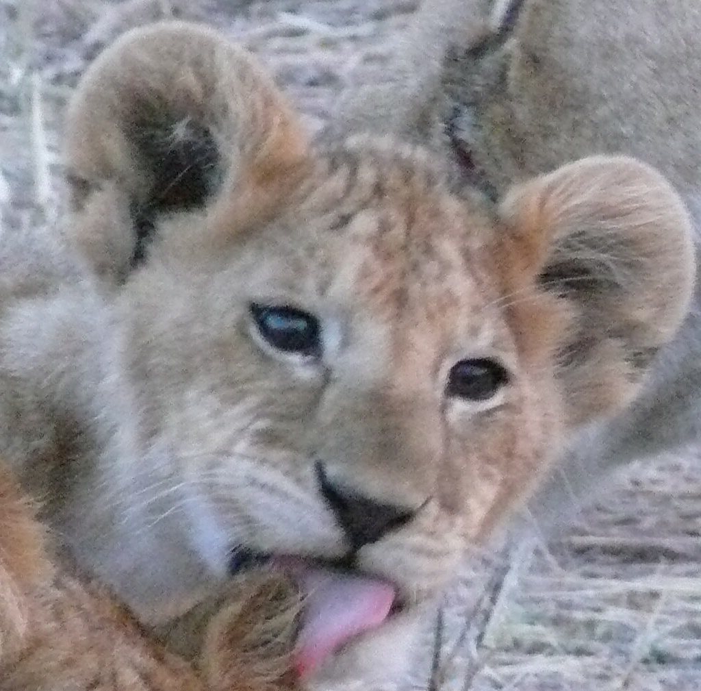 safari-tanzanie-animaux-sauvage-experience-unique-agence-de-voyage-andrezieux